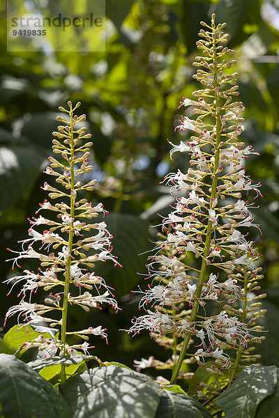 Blütenstand  Strauch-Rosskastanie (Aesculus parviflora)