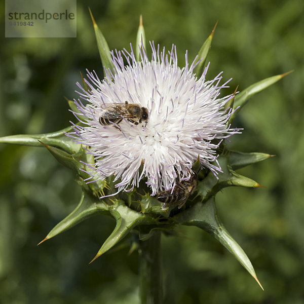 Mariendistel (Silybum marianum) mit Biene (Apis sp.)