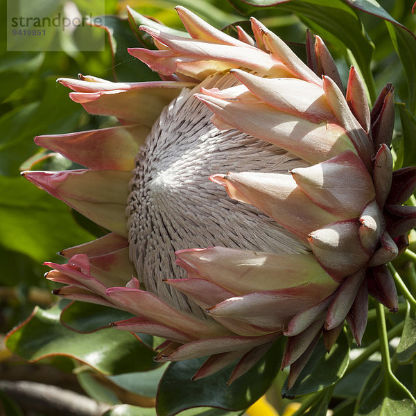 Königs-Protea (Protea cynaroides)  Vorkommen Südafrika