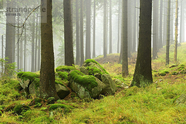 Nebliger Fichtenwald mit bemoosten Felsblöcken  Nationalpark Harz  Sachsen-Anhalt  Deutschland
