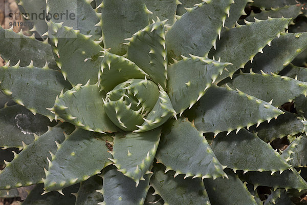 Short-leaved Aloe (Aloe brevifolia)  Vorkommen Westkap  Südafrika