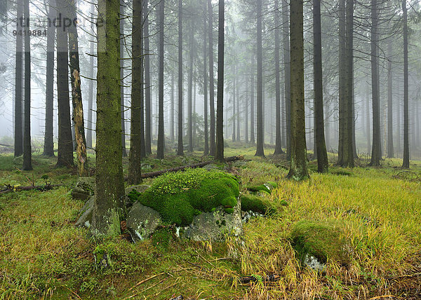 Nebliger Fichtenwald mit bemoosten Felsblöcken  Nationalpark Harz  Sachsen-Anhalt  Deutschland