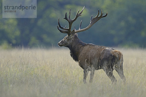 Rothirsch (Cervus elaphus)  Dänemark