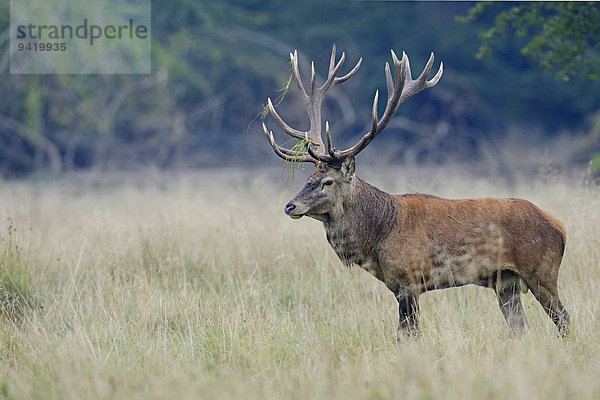 Rothirsch (Cervus elaphus)  Dänemark