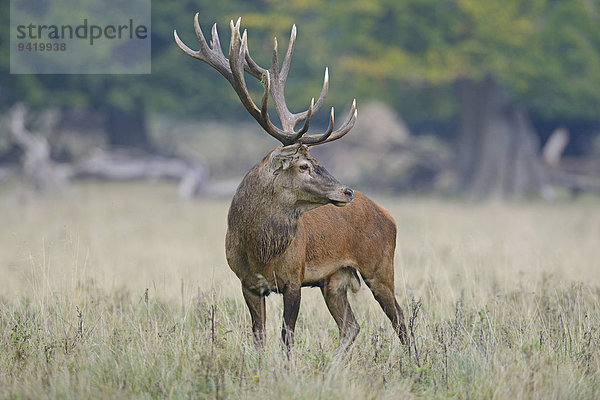 Rothirsch (Cervus elaphus)  Dänemark