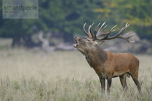 Rothirsch (Cervus elaphus)  Dänemark