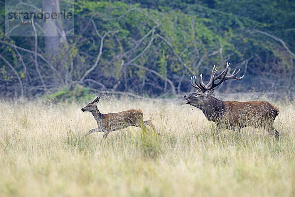 Rothirsch (Cervus elaphus) treibt Hirschkuh  Dänemark