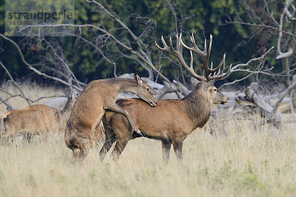 Rothirsche (Cervus elaphus)  Kuh bespringt Hirsch  Jaegersborg  Kopenhagen  Dänemark