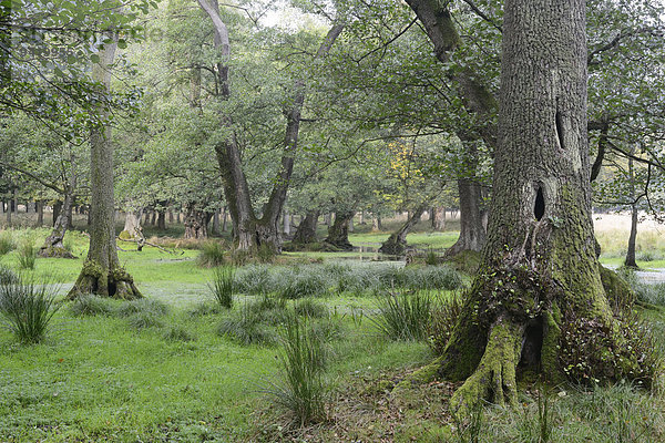 Erlenbruch (Alnus glutinosa)  Jægersborg  Kopenhagen  Dänemark