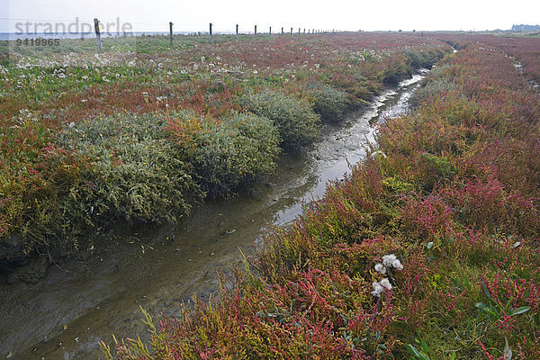 Salzwiese mit Queller (Salicornia europaea) und Strandaster (Tripolium pannonicum)  Vlieland  Nordholland  Niederlande