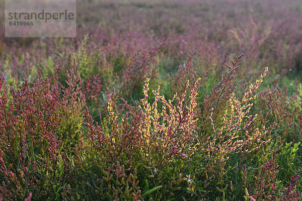 Salzwiese mit Queller (Salicornia europaea)  Vlieland  Nordholland  Niederlande