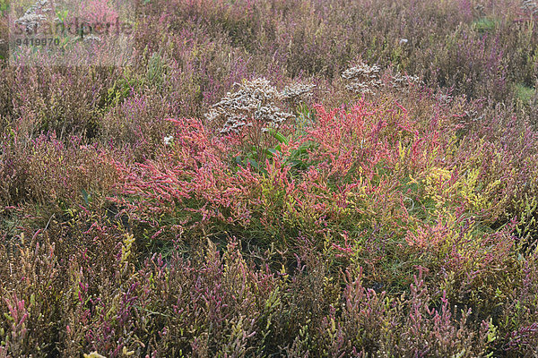 Salzwiese mit Queller (Salicornia europaea) und Strandflieder (Limonium vulgare)  Vlieland  Nordholland  Niederlande