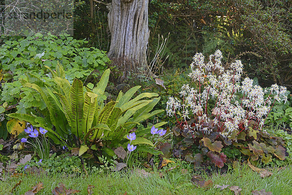 Herbststeinbrech (Saxifraga cortusifolia 'Rubrifolia')  Hirschzungenfarn (Phyllitis scolopendrium) und Herbstkrokus (Crocus speciosus)  Emsland  Niedersachsen  Deutschland