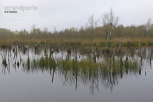 Wiedervernässungsgebiet mit abgestorbenen Birken (Betula pubescens)  Bargerveen  Provinz Drenthe  Niederlande