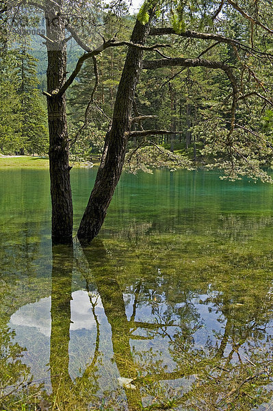 Grüner See  Tragöß  Steiermark  Österreich