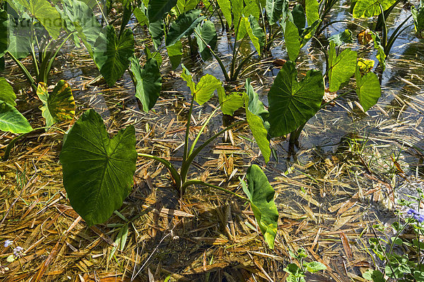 Taropflanzen  Kaua?i  Hawaii  USA