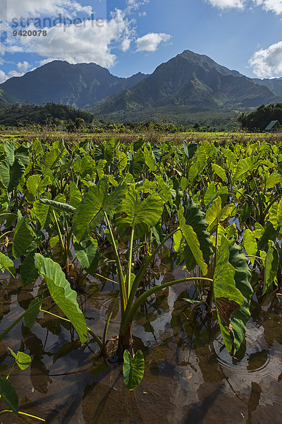 Feld mit Taropflanzen  Kaua?i  Hawaii  USA