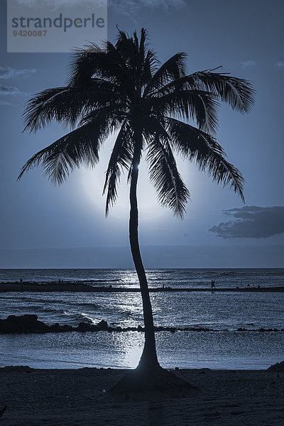 Palme im Gegenlicht  Kaua?i  Hawaii  USA
