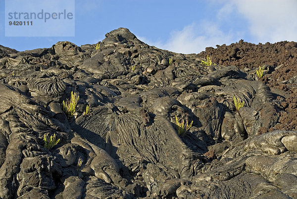 Pflanzen wachsen auf Lava  Kilauea  Big Island  Hawaii  USA