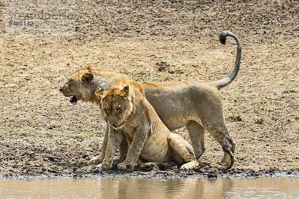 Zwei Löwen (Panthera leo) am Wasser  Serengeti  Tansania