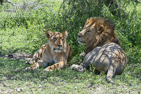 Löwen (Panthera leo)  Männchen und Weibchen ruhen im Schatten  Ndutu  Tansania