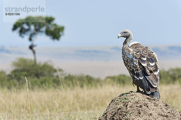 Sperbergeier (Gyps rueppellii)  Masai Mara  Kenia