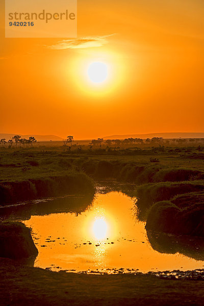 Sonnenaufgang mit Spiegelung in See  Masai Mara  Kenia