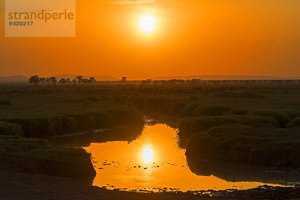 Sonnenaufgang mit Spiegelung in See  Masai Mara  Kenia