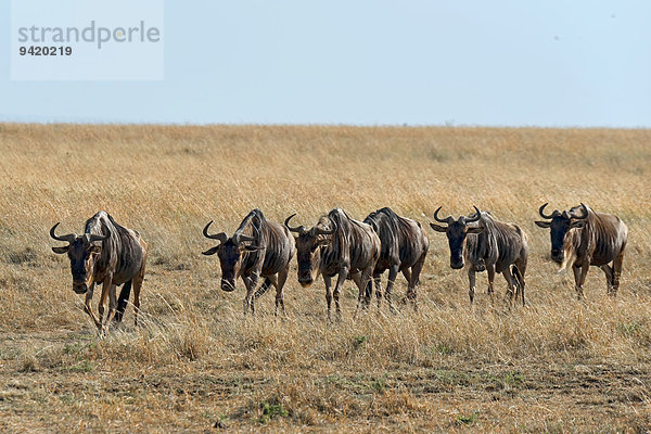 Gnuwanderung  Gnus (Connochaetes taurinus)  Masai Mara  Kenia