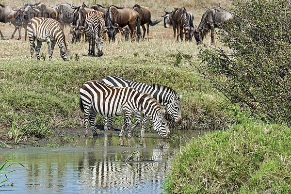 Zebras (Equus quagga)  Masai Mara  Serengeti  Provinz Rift Valley  Kenia