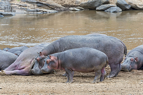 Flusspferde (Hippopotamus amphibius) mit Jungtier  Mara Fluss  Masai Mara  Kenia  Ostafrika