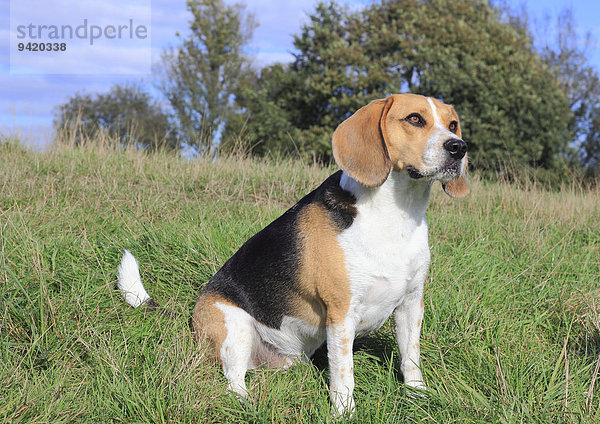 Beagle  3 Jahre  sitzt auf der Wiese  Nordrhein-Westfalen  Deutschland
