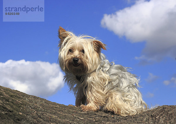 Yorkshire Terrier sitzt auf einem Baumstamm  Nordrhein-Westfalen  Deutschland