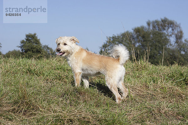 Schnauzer-Pudel-Mischling  4 Jahre  steht auf der Wiese  Nordrhein-Westfalen  Deutschland