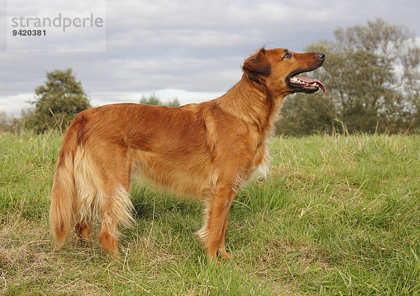 Collie Podenco Mischling  3 Jahre  steht auf einer Wiese