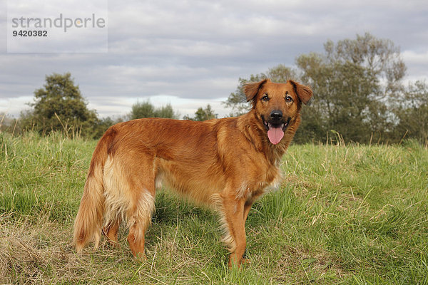 Collie Podenco Mischling  3 Jahre  steht auf einer Wiese