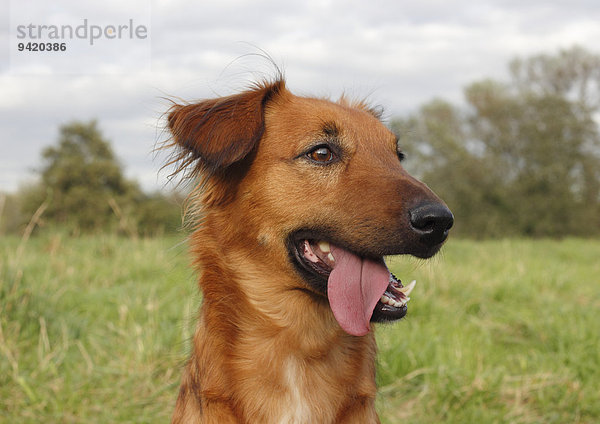 Collie Podenco Mischling  3 Jahre