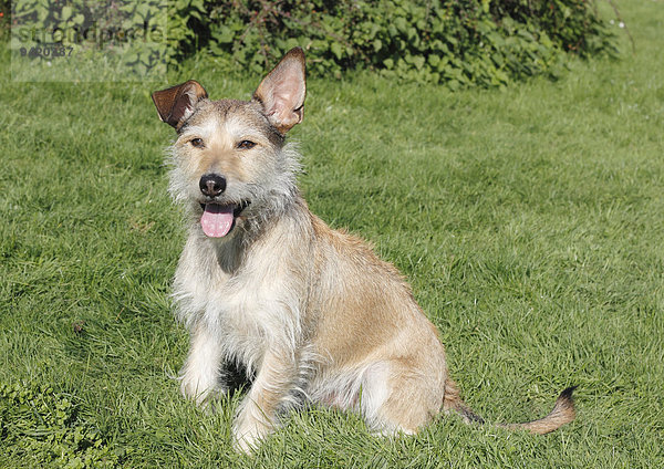 Podenco-Terrier-Mischling sitzt auf der Wiese