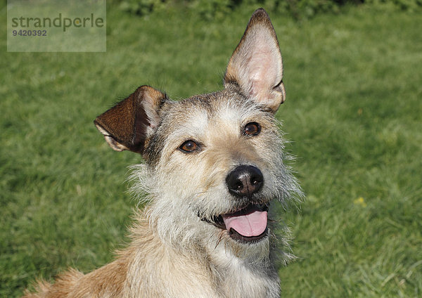 Podenco-Terrier-Mischling  Portrait