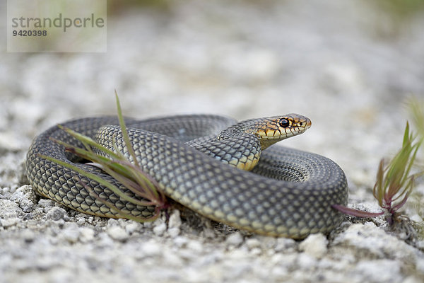 Balkan-Springnatter  Kaspische Springnatter  Kaspische Pfeilnatter (Dolichophis caspius)  eingerollt  Region Pleven  Bulgarien