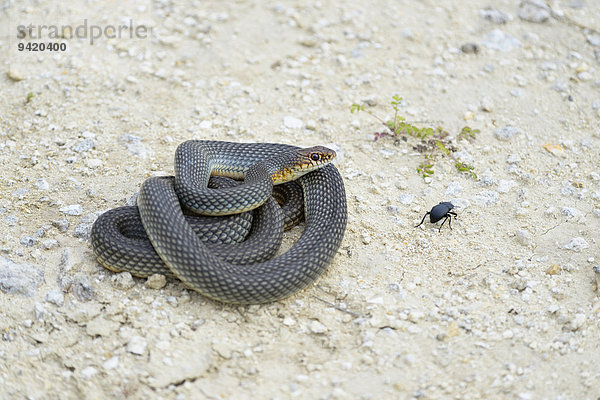 Balkan-Springnatter  Kaspische Springnatter  Kaspische Pfeilnatter (Dolichophis caspius)  eingerollt  abwehrbereit  Region Pleven  Bulgarien