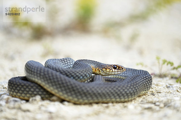 Balkan-Springnatter  Kaspische Springnatter  Kaspische Pfeilnatter (Dolichophis caspius)  eingerollt  abwehrbereit  Region Pleven  Bulgarien