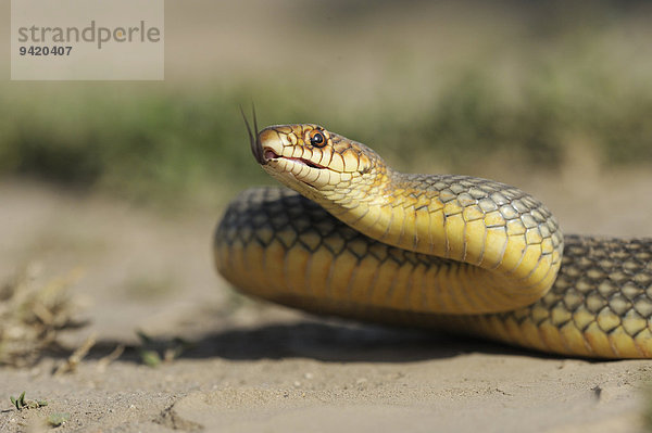 Balkan-Springnatter  Kaspische Springnatter  Kaspische Pfeilnatter (Dolichophis caspius)  züngelnd  Region Pleven  Bulgarien