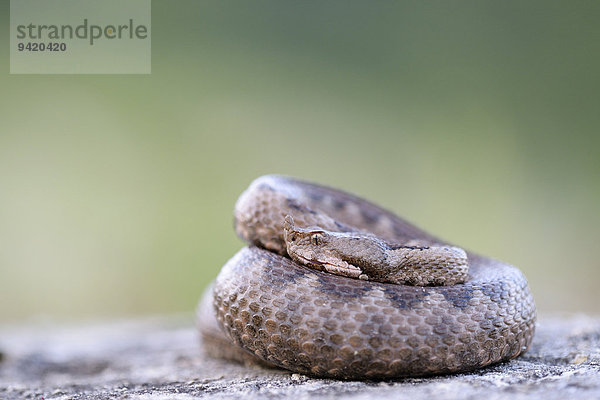 Europäische Hornotter  Sandviper  Hornviper  Sandotter (Vipera ammodytes)  Weibchen  Region Pleven  Bulgarien