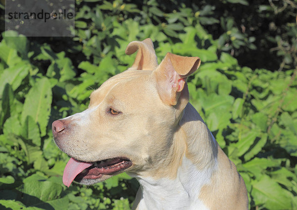 American Pit Bull Terrier  Hündin  5 Jahre