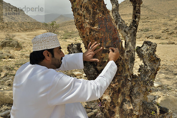 Einheimischer erntet an einem Weihrauch-Baum (Boswellia sacra) das kostbare Gummiharz  bei Mughsayl  Dhofar-Region  Orient  Oman