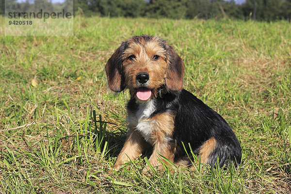 Beagle Terrier Mischling  Hündin  15 Wochen