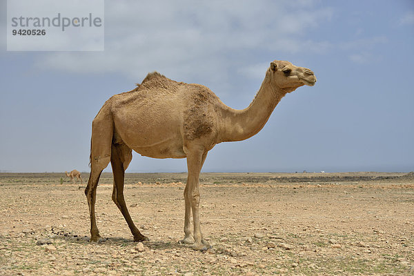 Dromedar (Camelus dromedarius)  bei Mirbat  Dhofar-Region  Oman