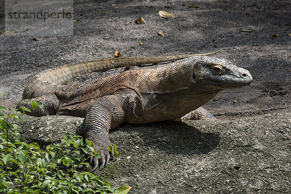 Komodowaran (Varanus komodoensis)  captive