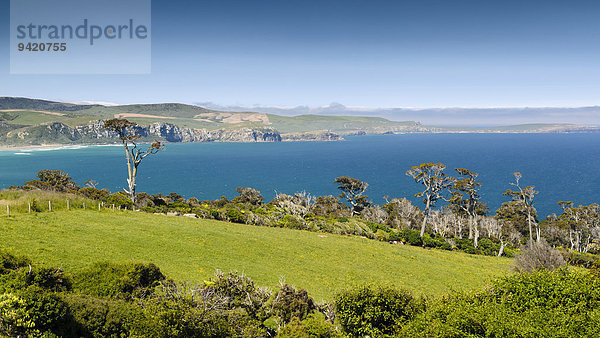 Küstenstreifen mit Weideland und Kanuka-Bäumen (Kunzea ericoides)  Catlins  Südinsel  Neuseeland